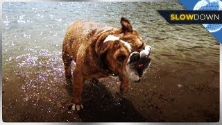 Adorable Wet Dogs in SLOW MOTION [upl. by Joannes]