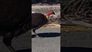 Aussie Bush Turkey [upl. by Ahseal]