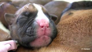 Boxers TwoDayOld Puppies in HD [upl. by Yvel]