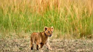 Naître sous la menace les petits de la savane [upl. by Aihcropal]