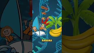 Did You Know Humans Share 50 DNA with Bananas 🍌 shorts youtubeshorts [upl. by Anoli]