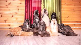 speed How to make a photo of 8 afghan hounds [upl. by Ana453]