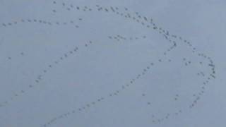 A Large Formation of Geese in Flight [upl. by Tjaden]