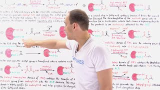 Fatty Acid Synthesis [upl. by Akcirred]