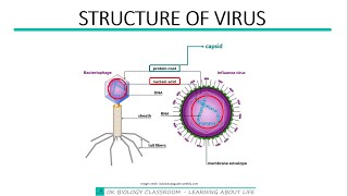 331 Akaryotes and structure of viruses [upl. by Aelber]