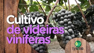 Cultivo de uvas viníferas em São Paulo [upl. by Htidirrem]