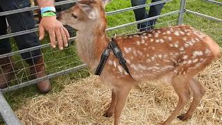 Jensen the seven week old Red deer calf [upl. by Ordisy52]