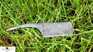 Making a KamisoriStyle Razor  Damascus steel [upl. by Eidda]