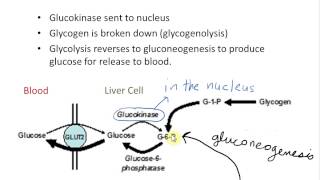 Role of Aldolase B [upl. by Shevlo]