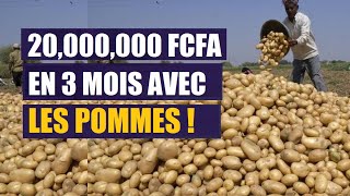 Comment faire pousser des pommes de terre et combien dargent pouvezvous gagner en Afrique [upl. by Wurster]