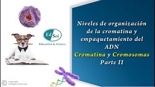 🔴 Organización de la cromatina y empaquetamiento del ADN cromatina y cromosoma  PARTE 2️⃣🧬 [upl. by Buckingham682]