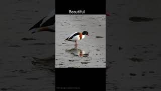 혹부리오리 Shelduck birds nature 0179 [upl. by Jamaal671]