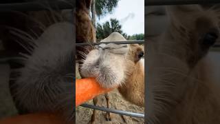 Camel ASMR animal nature wildlife camel ASMR Baby [upl. by Taima]