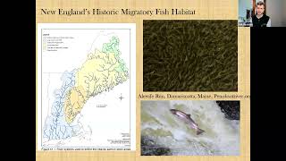 Managing the River Commons History Fisheries Conservation and Dam Removal in New England [upl. by Mcwilliams129]