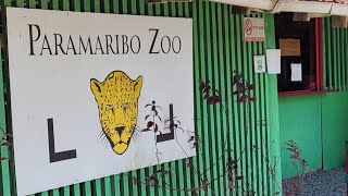 SurinameParamaribo zoo september 20231 [upl. by Oiril]