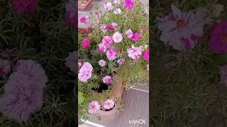 Portulaca grandiflora plantMoss Rose portulaca flowers nature mossrose plants shorts φυτά [upl. by Hu]