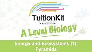 Energy and Ecosystems 2 Energy Transfer High band Biology [upl. by Nilde417]