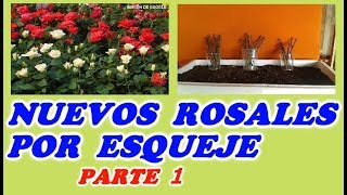 COMO PLANTAR ESQUEJES de ROSA  1ª PARTE  Todo Huerta y Jardín [upl. by Marcellus45]