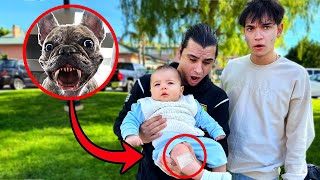 HELP My Dog ATTACKED His Baby [upl. by Nahtahoj]