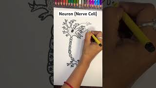 Neuron labeled diagram drawing easy  How to draw Nerve Cell shorts diagram [upl. by Nnaarual]