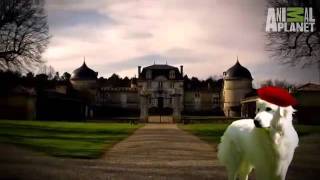 Great Pyrenees barking [upl. by Mackie]