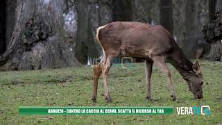 Abruzzo  Caccia al cervo scatta il ricorso al Tar [upl. by Lola]