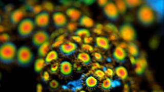 100mm Macro Coral Shots By Reefer831 [upl. by Oicanata567]