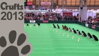 Obedience Dog Championships  Day 3  Stay Tests  Crufts 2013 [upl. by Alyhc]