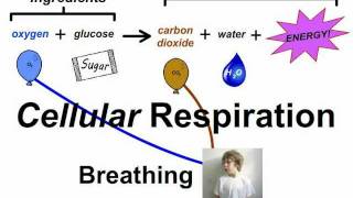 Breathing vs Respiration [upl. by Nosac]