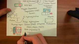 The Vascular Endothelial Growth Factor Part 1 [upl. by Marcelline]