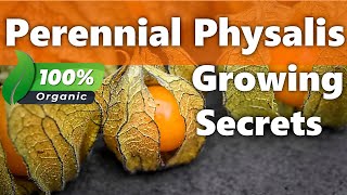 HowTo Grow Physalis as Perennials  Secrets for Success Goldenberries [upl. by Else782]