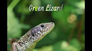 Zümrüt Kertenkele  Green Lizard  Lacerta viridis [upl. by Ettelrahc]