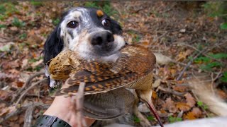 Caccia alla beccaccia 2021 Beccacce di montagna Ep1  woodcock hunting  chasse à la bécasse [upl. by Suzie]