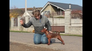 Miniature pinscher training [upl. by Derraj108]