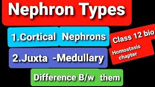 Types of Nephron Class 12 BiologyCortical NephronsJuxtamedullary NephronsDifferencesFunctions [upl. by Housen]