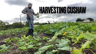 Harvesting Cushaw [upl. by Esiom]