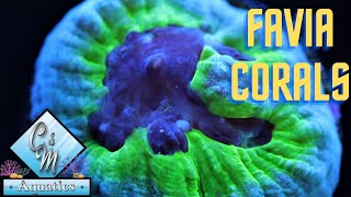 Favia coral care and tips [upl. by Dunseath]