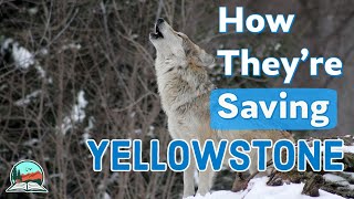 How Wolves Brought Yellowstone Back to Life [upl. by Luca]