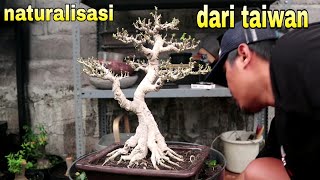 Persiapan Pohon Untuk Lomba Bonsai Di PAMNAS Badung [upl. by Vez143]