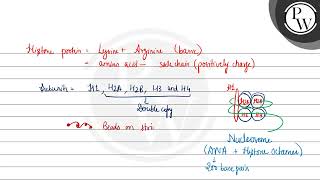 Read the following statements and choose the set of correct statementsA Euchromatin is loosely [upl. by Budwig]