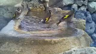 Jilguero bañándose en naturaleza Chardonneret se baignant dans la nature 2019 [upl. by Otrebmuh707]