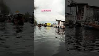 Dal Lake Srinagar trending viral youtubeshorts sikara bollywood song hindisong [upl. by Namyaw]