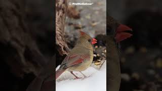 Captured in Perfect Clarity Northern Cardinal in Action [upl. by Ahsinak684]