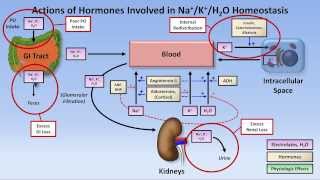 Hypokalemia [upl. by Nomelif505]