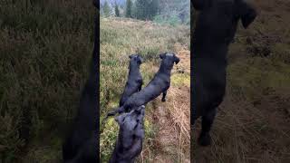 Labrador Retrievers ready for action Gundogs Workingdogs Picking Up [upl. by Ebocaj]