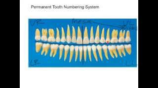 Permanent Dentition Numbering System Tutorial [upl. by Eleon]