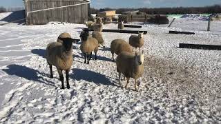 Suffolk sheep and north Country Cheviot sheep playing in the snow [upl. by Gagne]