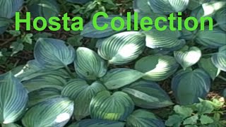 Hosta Collection At My Woodland Hosta Garden [upl. by Steffi976]