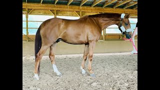 FOR SALE Mascot  8 year old Hanoverian Gelding [upl. by Sieracki]