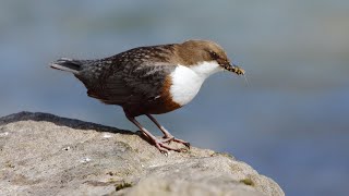 Dipper bobbling in Birs river Basel Switzerland amp Tonbach Black Forest Germany Wasseramselvögel [upl. by Roz]